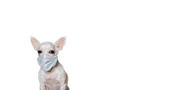 小さなChihuahua犬は白いバナーの背景にウイルスから保護するために医療用マスクに座って カメラを注意深く見てください 白い犬のスタジオ写真 — ストック写真