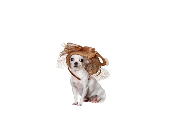 一只时髦的奇瓦瓦犬头戴名牌女帽 头戴面纱 摆设在一个白色的背景图片亭上 在白色横幅上向一只侧面的狗射击 — 图库照片