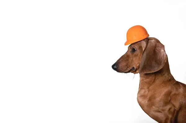 Dachshund Hunting Dog Posing Profile Front White Background Celebrating Labor — Stock Photo, Image