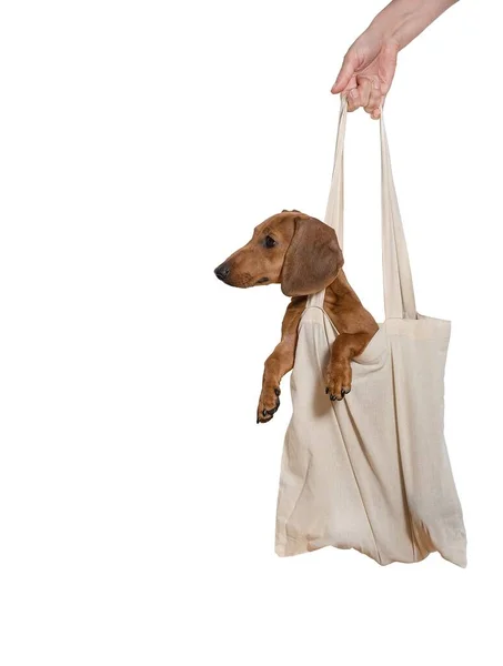 ダックスフントの狩猟犬は 女性の手によって保持された軽い生地の袋に座っており 側面に慎重に見えます ショッピングと配送のシンボル 白い旗を背景にしたスタジオ撮影 — ストック写真