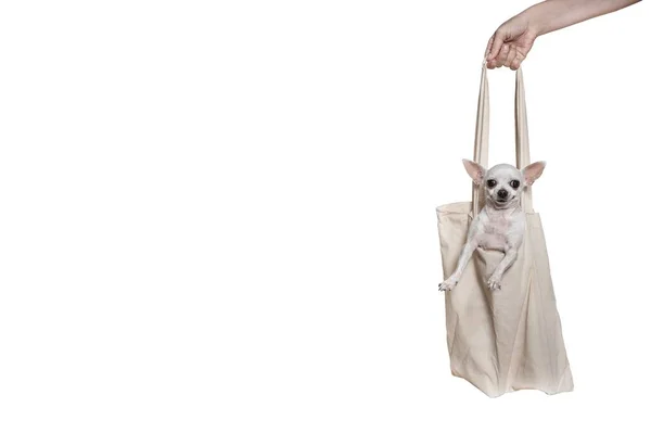 一只吉娃娃小狗坐在一个女人的手握着的轻便织物袋中 微笑着看着摄像机 购物和送货的标志 白色横幅背景下的工作室拍摄 — 图库照片