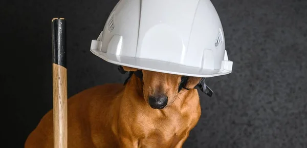 Dachshund Dog Pozuje Święto Pracy Przed Młotkiem Noszącym Duży Biały — Zdjęcie stockowe