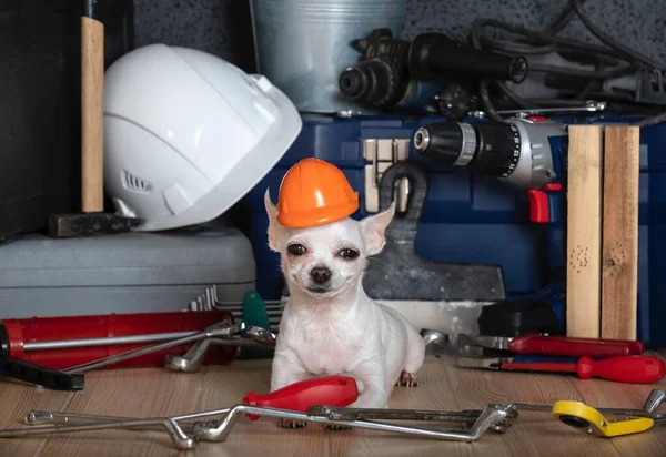 İşçi Bayramı ve mutlu bir chihuahua köpeği kırmızı bir miğferle etrafa saçılmış anahtar ve aletlerin arasında yatıyor. İnşaat aletlerinin arasında bir köpeğin stüdyo fotoğrafı..
