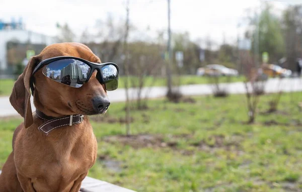 Dachshund av köpeği sokakta yürürken güneş gözlüğü takar ve uzaklığa bakar. Güneş ışığı yumuşak.