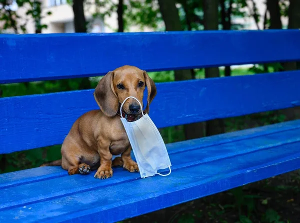 Dachshund Cane Caccia Cucciolo Tiene Una Maschera Protettiva Contro Virus — Foto Stock