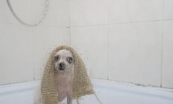 ガラスの透明なシャワードアの後ろには水滴があり その後ろには小さなChihuahua犬が頭の上に長い洗濯布で覆われています 犬は水処理を慎重にカメラを見て — ストック写真