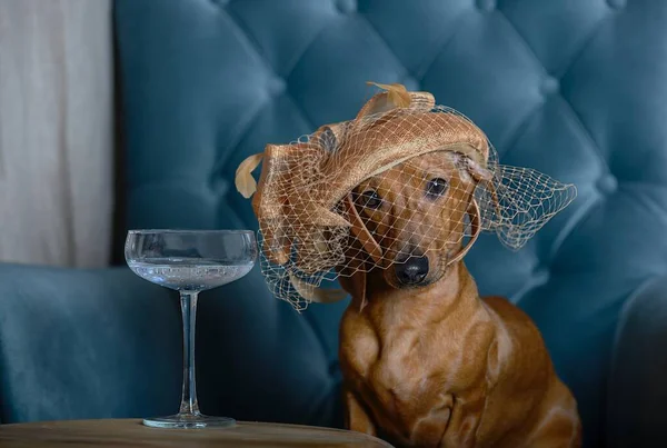 Охотничья Собака Таксы Сидит Модной Шляпе Вуалью Уютном Сиреневом Кресле — стоковое фото