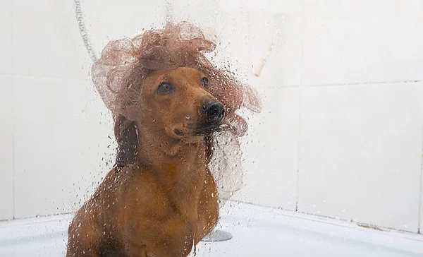 Dackeljagdhund Sitzt Mit Waschlappen Auf Dem Kopf Hinter Einer Glastür — Stockfoto