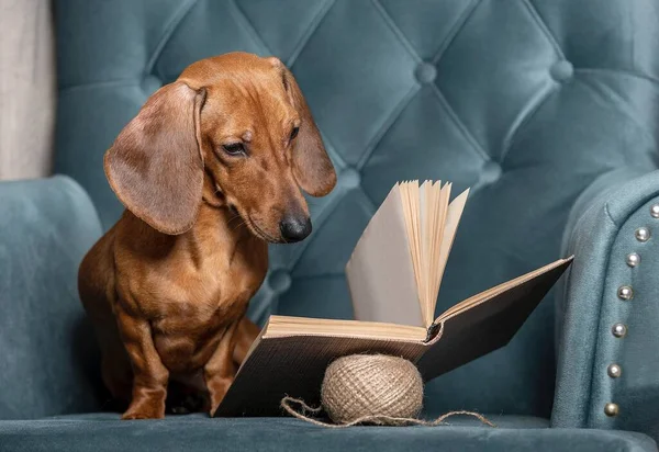 Собака Таксы Внимательно Читает Книгу Сидя Удобном Кресле Гостиной Студийная — стоковое фото