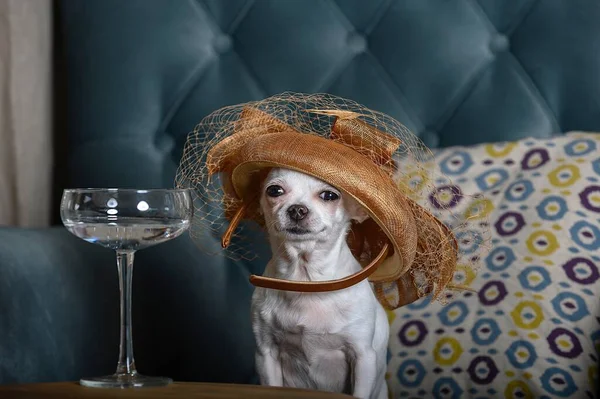 Ein Kleiner Chihuahua Hund Sitzt Einem Trendigen Hut Mit Schleier — Stockfoto