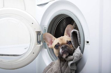 Bir bulldog çamaşır makinesinden dışarı bakar, çamaşırların arasında yatar ve yukarı bakar. Evde çamaşır yıkama.