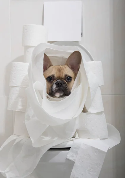 这只斗牛犬坐在厕所里的马桶上和许多纸卷在一起 它的整个身体都用卫生纸包裹着 那只狗盯着摄像机看 — 图库照片