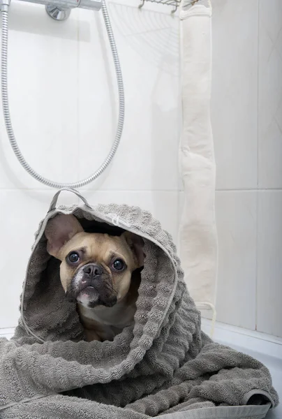 Bulldog Avvolge Grande Asciugamano Grigio Dopo Essersi Fatto Una Doccia — Foto Stock
