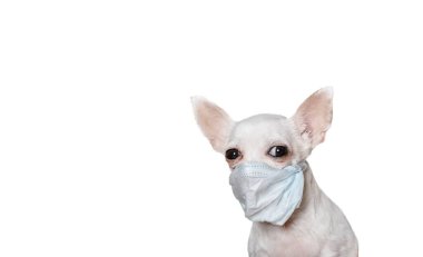 Beyaz bir Chihuahua köpeği beyaz bir afişte virüse karşı korumak için tıbbi bir maske takar ve kameraya dikkatle bakar. Stüdyo fotoğrafçılık.