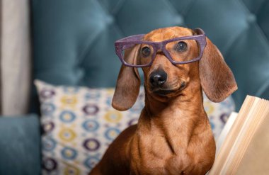 Dachshund av köpeği oturma odasındaki rahat bir koltukta gözlüklerle oturur ve dikkatlice kameraya bakar ve yanında bir kitap yatar. Stüdyo fotoğrafçılık.