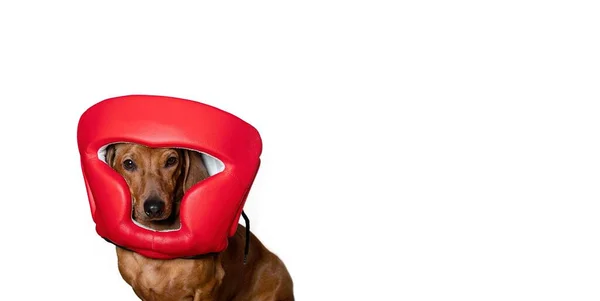 ダックスフントの狩猟犬は 写真スタジオの白いバナーの背景に保護ボクシングの赤いヘルメットを着て座っています 戦いの精神と犬の決定的な表情 — ストック写真