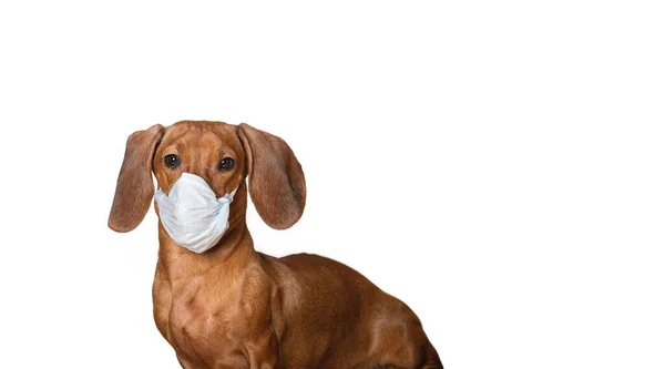 一只戴着蓝色医疗面罩的猎狗坐在一面白色横幅的背景上 疲惫地望着旁边 以抵御这种病毒 红狗摄影演播室 — 图库照片