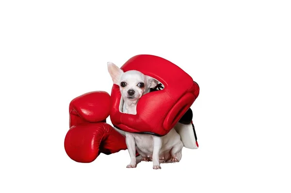 一只头戴红色拳击安全帽的吉娃娃小狗坐在白色横幅的背景上 专心致志地看着摄像机 雪花花旁边是盒装红手套 — 图库照片
