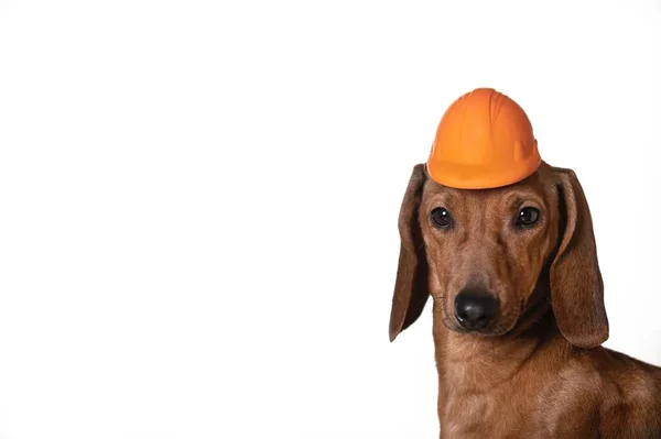労働者の日には 狩猟犬のダックスフントが保護オレンジの建設ヘルメットを頭にかぶってカメラをじっと見てポーズをとっている 写真館の白地 — ストック写真
