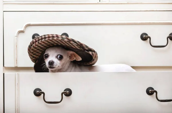 Ein Kleiner Chihuahua Hund Sitzt Einer Stylischen Und Modischen Beigen — Stockfoto
