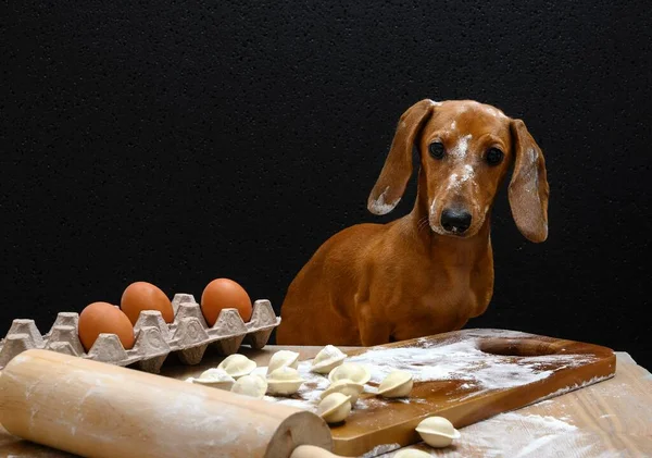 Dackeljagdhund Sitzt Einem Mit Mehl Befleckten Tisch Während Selbstgemachte Knödel — Stockfoto