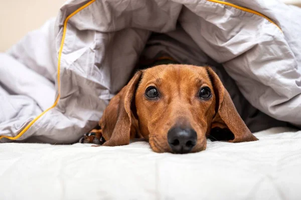 Dachshund hunting dog resting in a soft bed, covered with a warm blanket and looking directly at the camera, resting his head on the sheet. Studio photography.