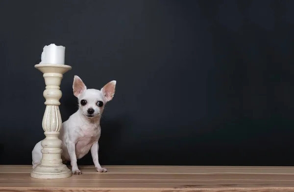 Mały Pies Chihuahua Siedzi Obok Starego Wysokiego Białego Świecznika Czarnym — Zdjęcie stockowe