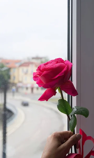 Penceredeki bir kadının elinde kırmızı bir gül ve pencereden şehrin manzarası. Romantik atmosfer ve kasvetli bulutlu hava.