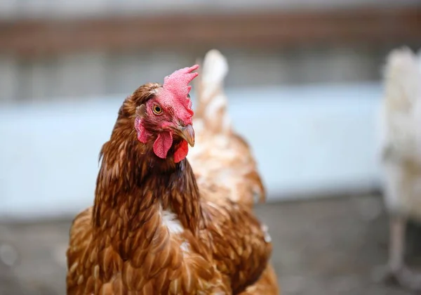 stock image A large chicken with brown feathers walks around the farm's poultry yard. Close-up of a bird, blurred background.