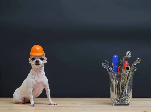 Small Chihuahua Dog Sits Orange Protective Construction Helmet Vase Construction — Stock Photo, Image