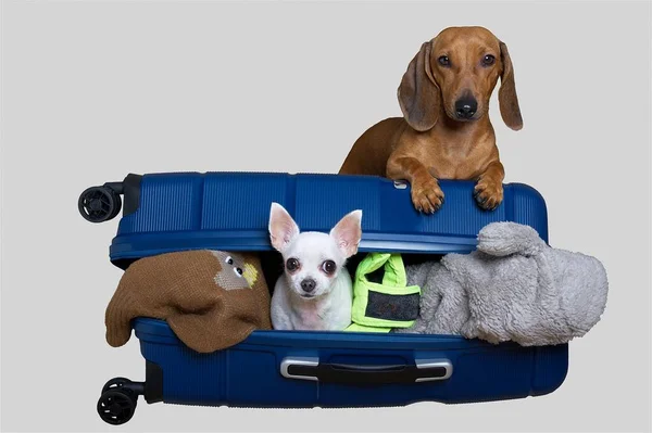 Две Собаки Позируют Большом Открытом Голубом Чемодане Полном Вещей Отправляясь — стоковое фото