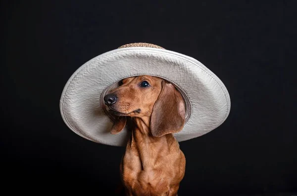 Ein Trendiger Dackelhund Sitzt Einem Weißen Designer Strandhut Mit Breiter — Stockfoto