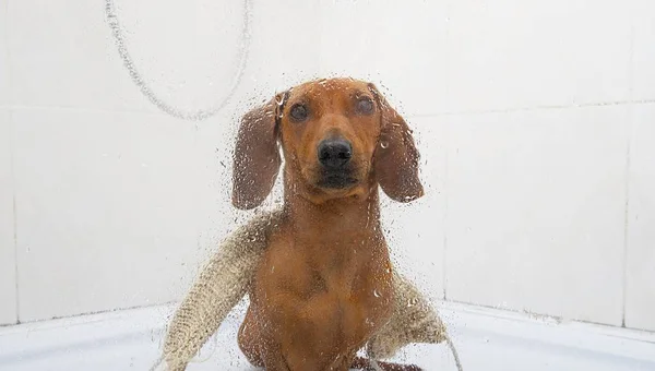 Dackelsuchhund Sitzt Unter Der Dusche Und Blickt Durch Eine Transparente — Stockfoto