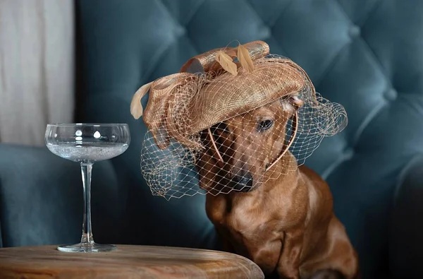 Ένα Κυνηγόσκυλο Dachshund Ένα Μοντέρνο Καπέλο Πέπλο Κεφάλι Σκυμμένο Κάθεται — Φωτογραφία Αρχείου