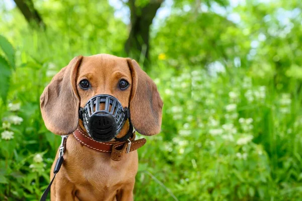 Een Jonge Pup Van Een Teckel Hond Een Plastic Muilkorf — Stockfoto