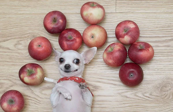 白い小さなChihuahua犬は 木製の床に赤いリンゴの間に背中にあり カメラを直接見ながら積極的に笑顔 熟したリンゴの中の犬 — ストック写真