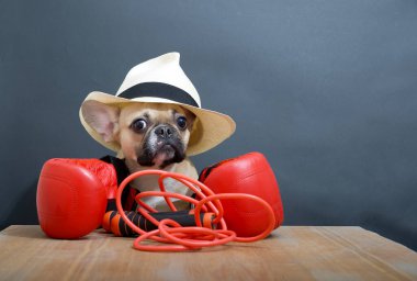 Kırmızı boks eldivenlerine yaslanan Bulldog antrenman odasının siyah arka planında şık bir şapkayla poz veriyor. Köpeğin önünde atlayan bir ip var..
