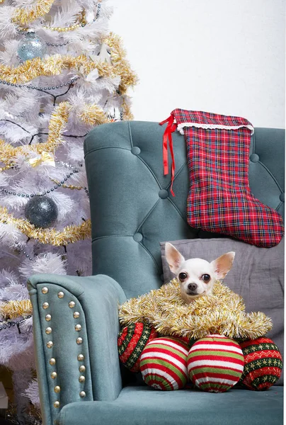 Small Chihuahua Dog Sits Armchair Large Balls Garland Its Neck — Stock Photo, Image