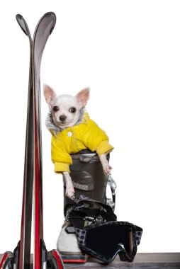 Sarı sıcak kayak ceketli küçük bir chihuahua köpeği kayak botunda oturan kırmızı alp kayaklarının yanında poz veriyor. Fotoğraf - beyaz arkaplanda izole et.