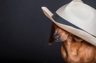 Dachshund av köpeği siyah bir arka planda oturuyor. Gözlerinin üzerine beyaz bir hasır şapka çekilmiş. Bir defile sırasında stüdyo fotoğrafı.