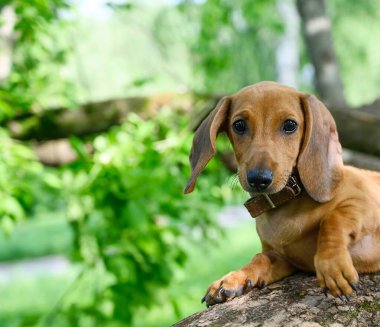 Dachshund cinsi bir köpek yavrusu güneşli bir yaz gününde ağaçların arasında yeşil yapraklar içinde yürüyor. Bulanık yeşil yeşillik arka planı.