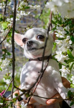 Küçük beyaz bir Chihuahua köpeği güneşli havada çiçek açan bir elma ağacının dalları arasında poz verir. Kadınların elleri bir köpeği tutuyor..