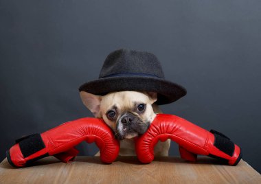 Fransız bulldog köpeği kırmızı deri boks eldivenleri ve siyah bir şapkayla tahta bir masada oturuyor..