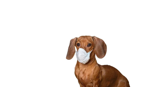 ウィルスに対する医療用マスクのダックスフント狩り犬は白い旗の背景にポーズをとって 誇らしげに横に見えます 赤い犬のスタジオ撮影 — ストック写真