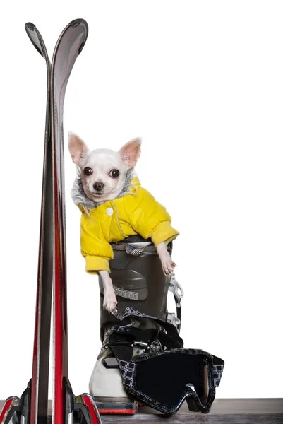 一只穿着黄色保暖滑雪夹克的吉娃娃小狗坐在红色高山滑雪靴旁边 在白色背景下隔离 — 图库照片