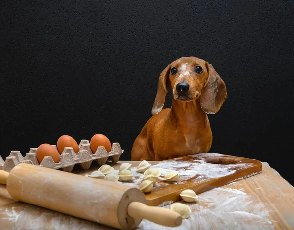 Dachshund Köpeği Mutfağında Rus Mantısı Pişiriyor Hepsi Lekeli Köpek Masada — Stok fotoğraf