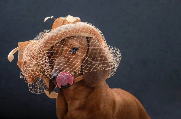 Fashionable Dachshund Dog Designer Hat Veil Sits Black Background Licks — Stock Photo, Image