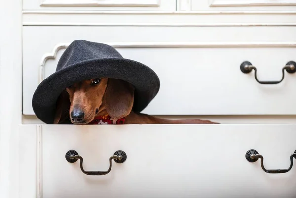 Ένα Dachshund Κυνηγόσκυλο Ένα Κομψό Κομψό Και Μοντέρνο Καπέλο Κάθεται — Φωτογραφία Αρχείου