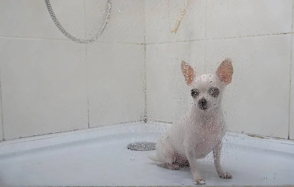 Mały Biały Pies Chihuahua Siedzi Szklanymi Drzwiami Kabinie Prysznicowej Patrzy — Zdjęcie stockowe