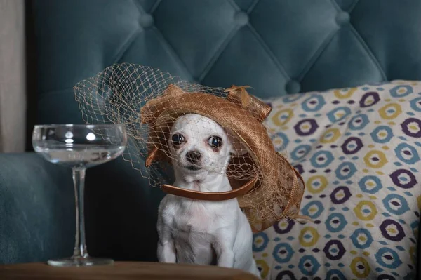 Piccolo Cane Chihuahua Cappello Alla Moda Con Velo Sorridente Siede — Foto Stock